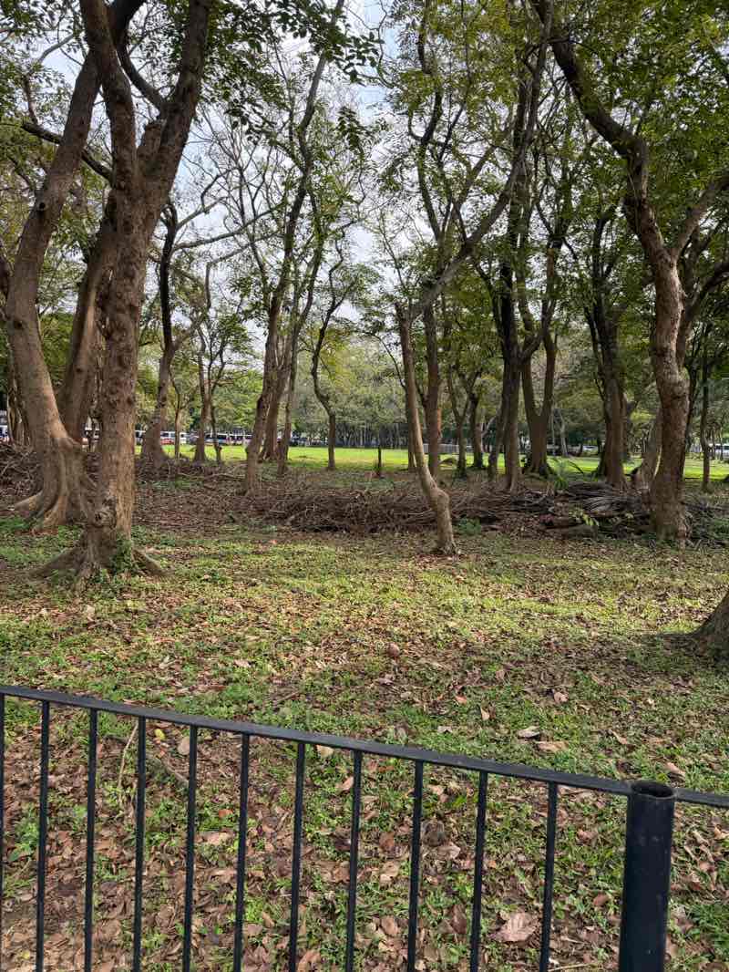 walking near me in ASEAN Garden in autumn