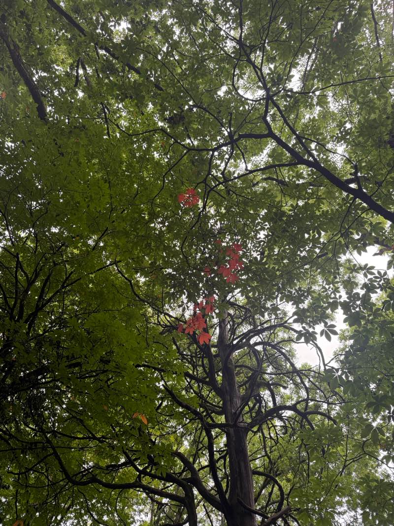 walking near me in Tinsley Park in summer