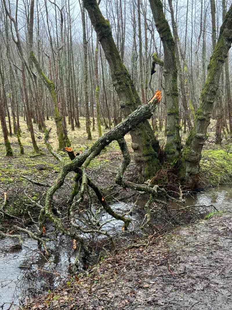 walking near me in Auchterarder Primrose Park in winter