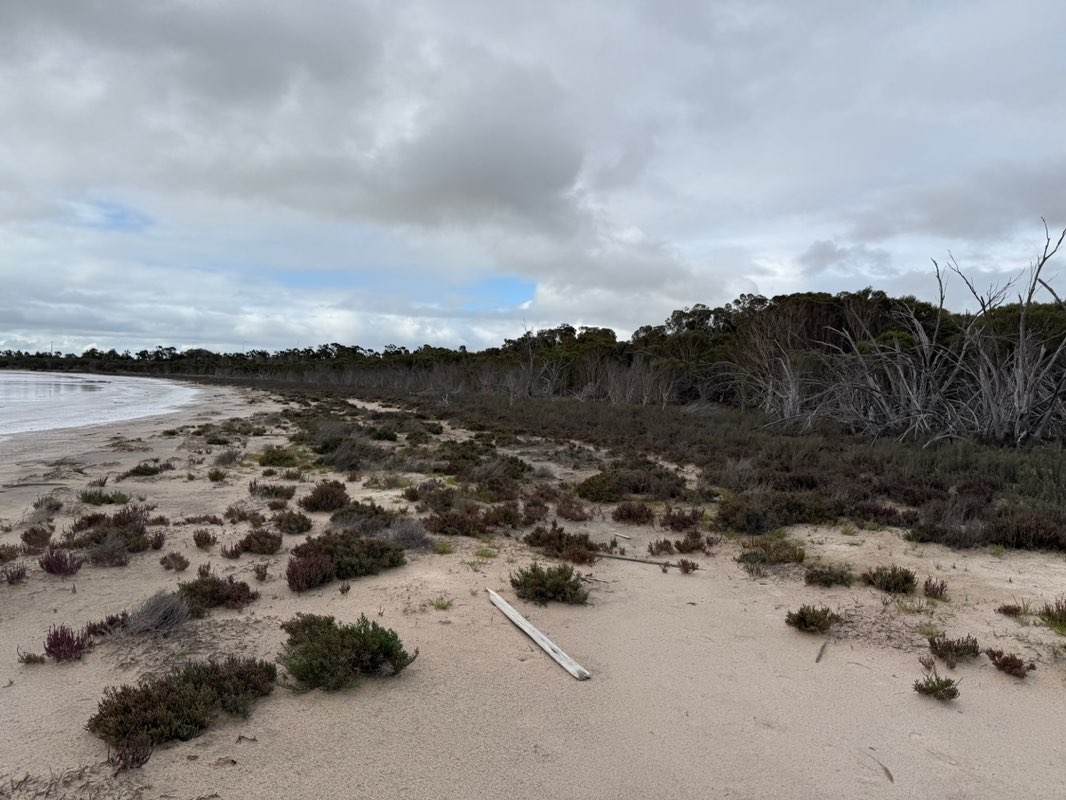 walking near me in Loch Iel (Pink Lake) Lake Reserve in spring