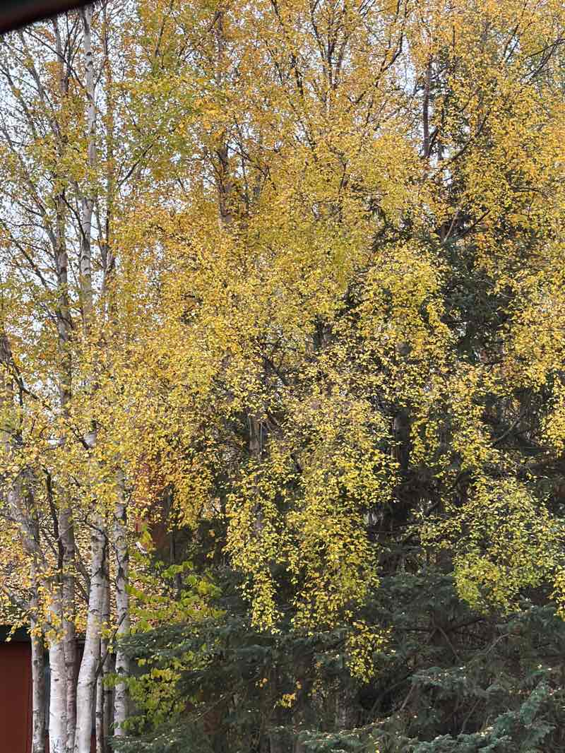 walking near me in Timberlane Park in autumn