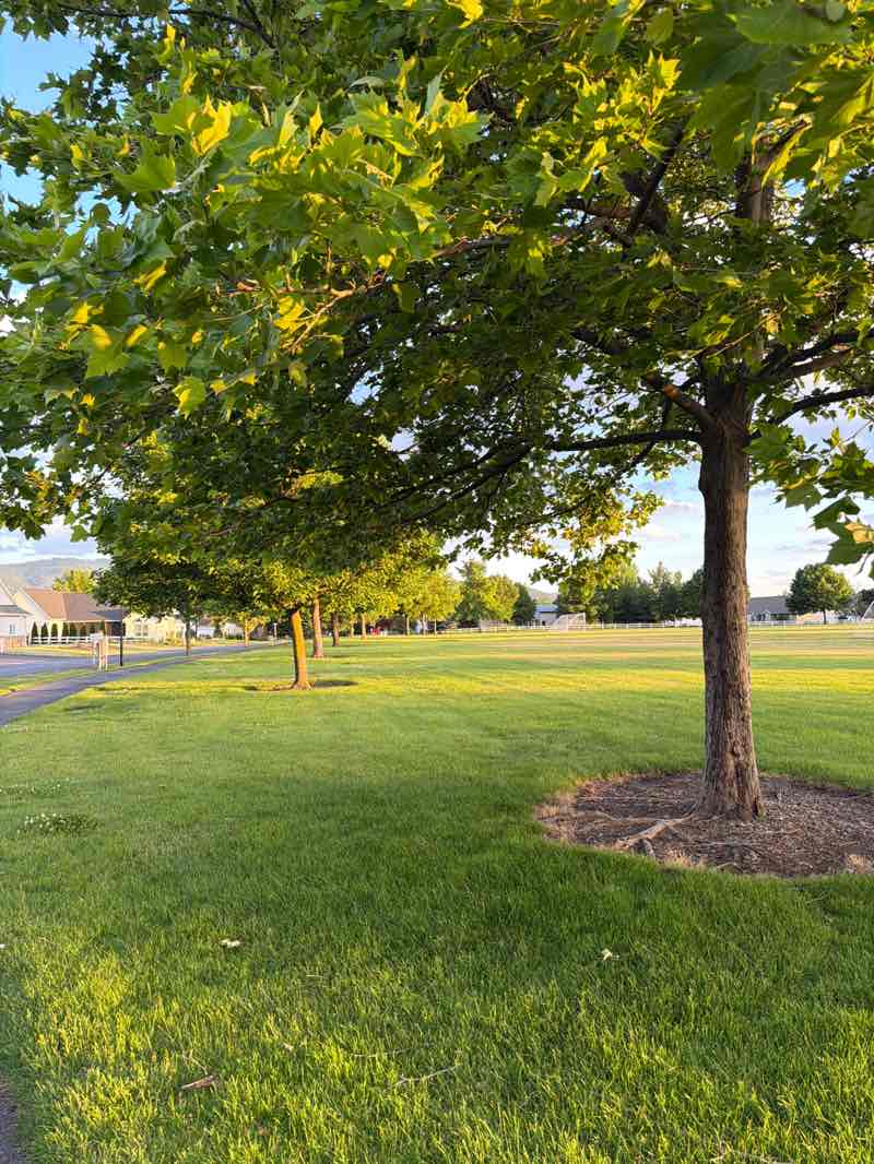 walking near me in Beck Park in summer