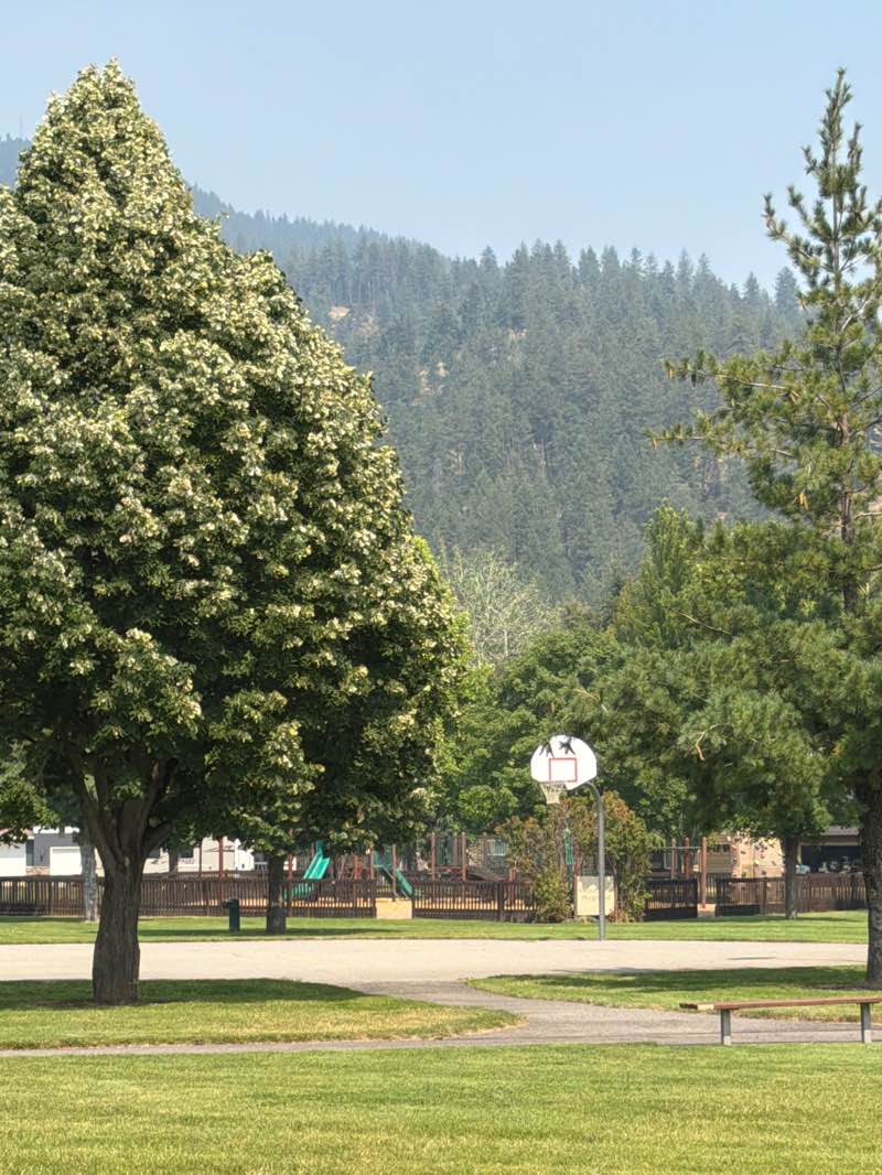 walking near me in Shadduck Lane Park in summer