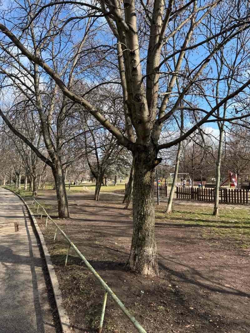 walking near me in Гео Милев in spring