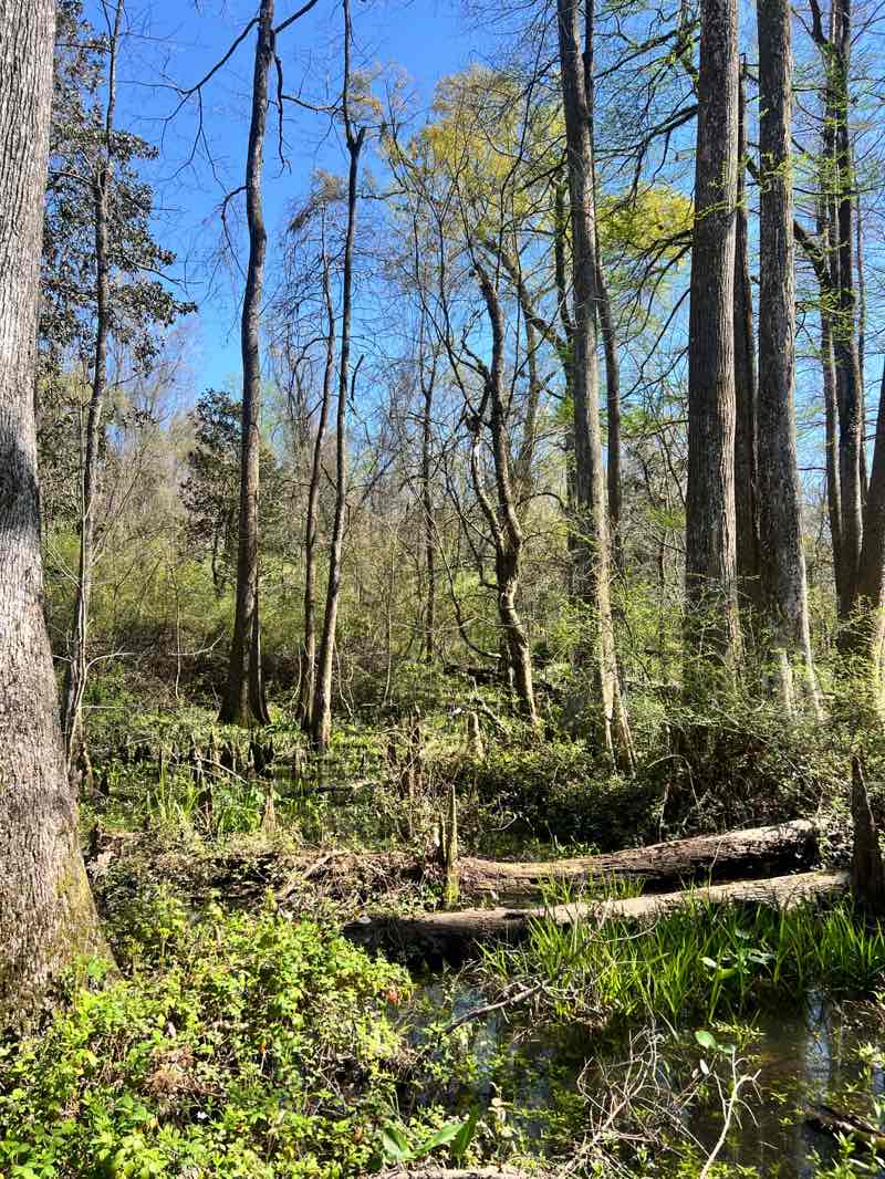 walking near me in Bluebonnet Swamp Nature in spring