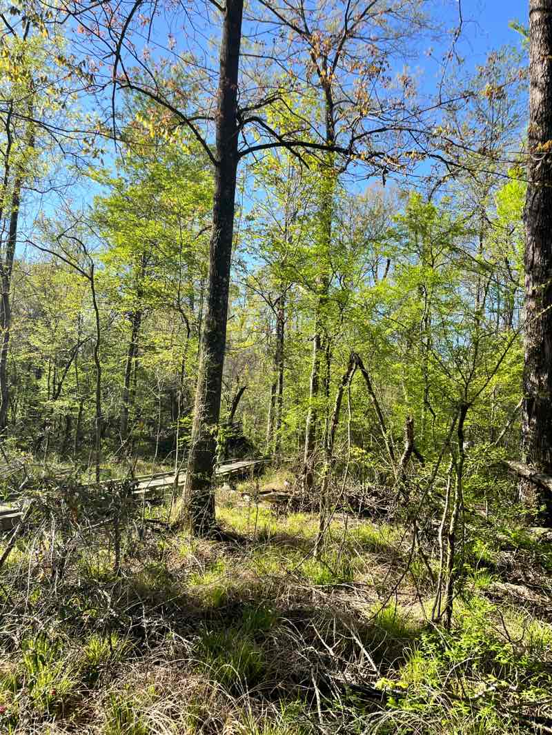 walking near me in Forest Community Park in spring