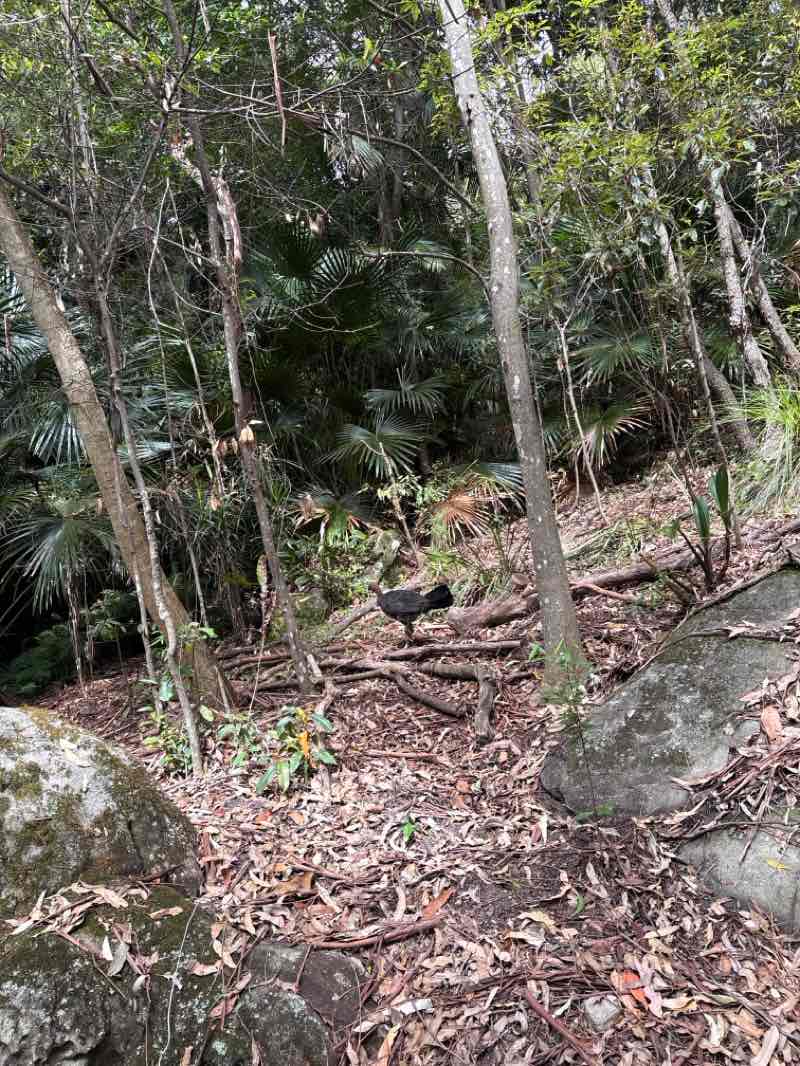 walking near me in Cabbage Tree Bay Aquatic Reserve in summer