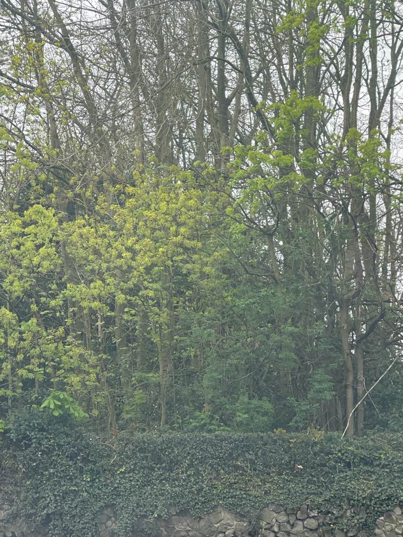 walking near me in Bantock Park in spring