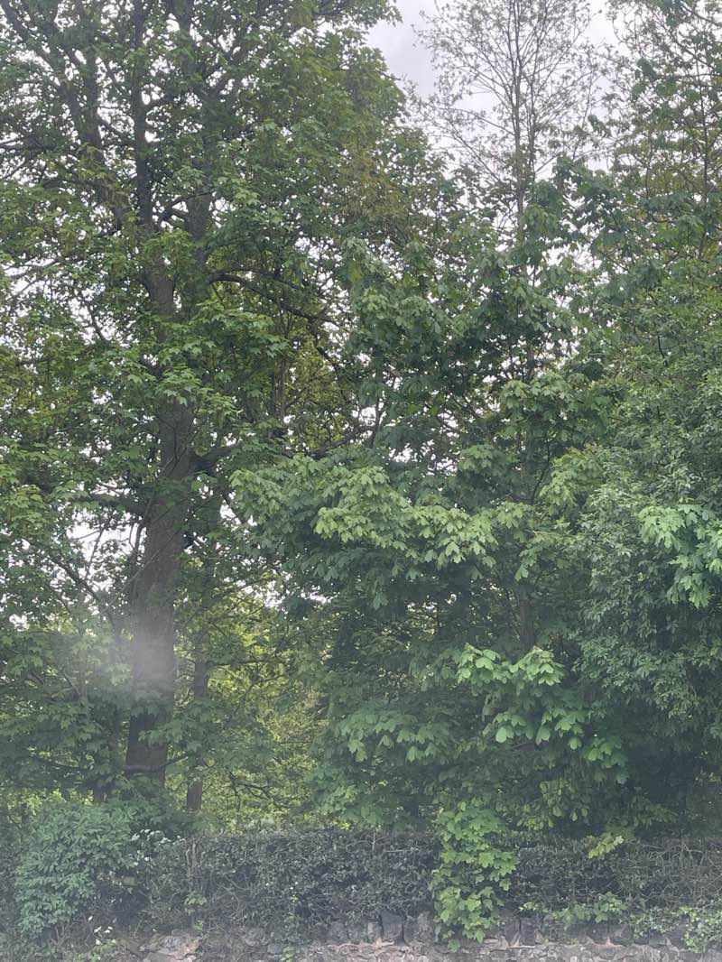 walking near me in Bantock Park in spring