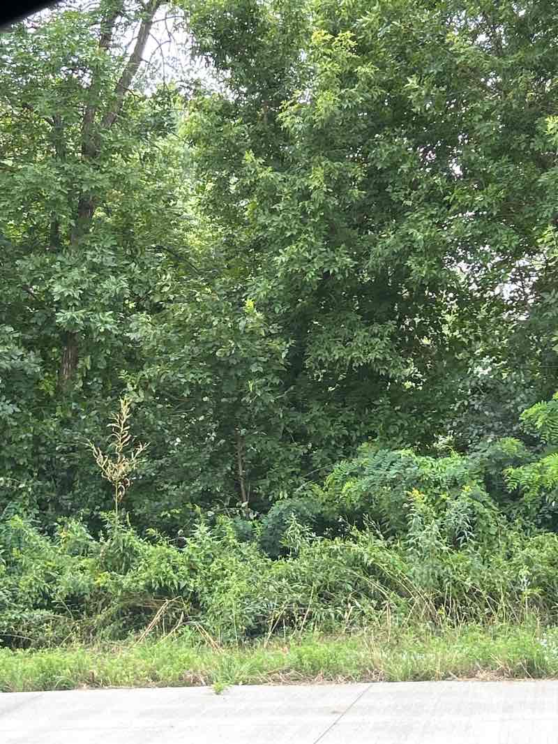 walking near me in Mississippi River Park / King's Island in autumn