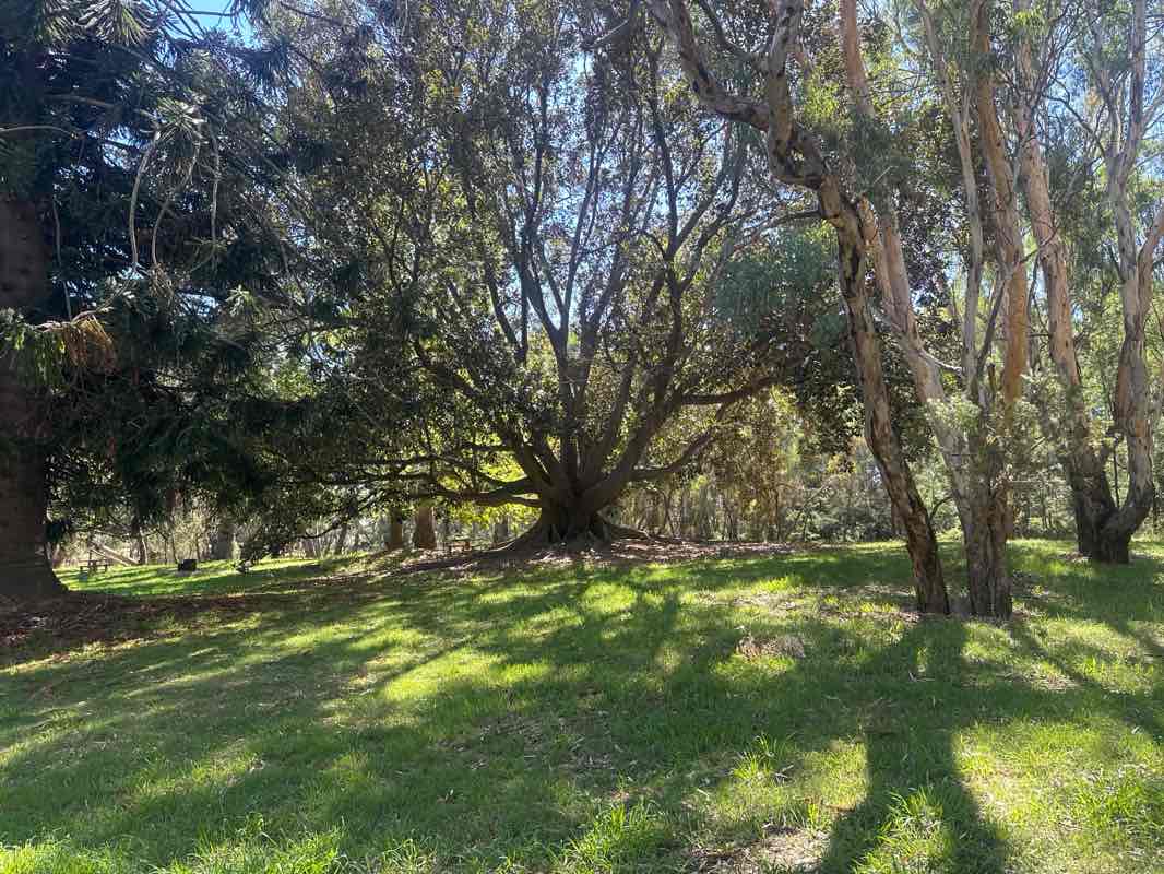 walking near me in Benalla Botanical Gardens in autumn