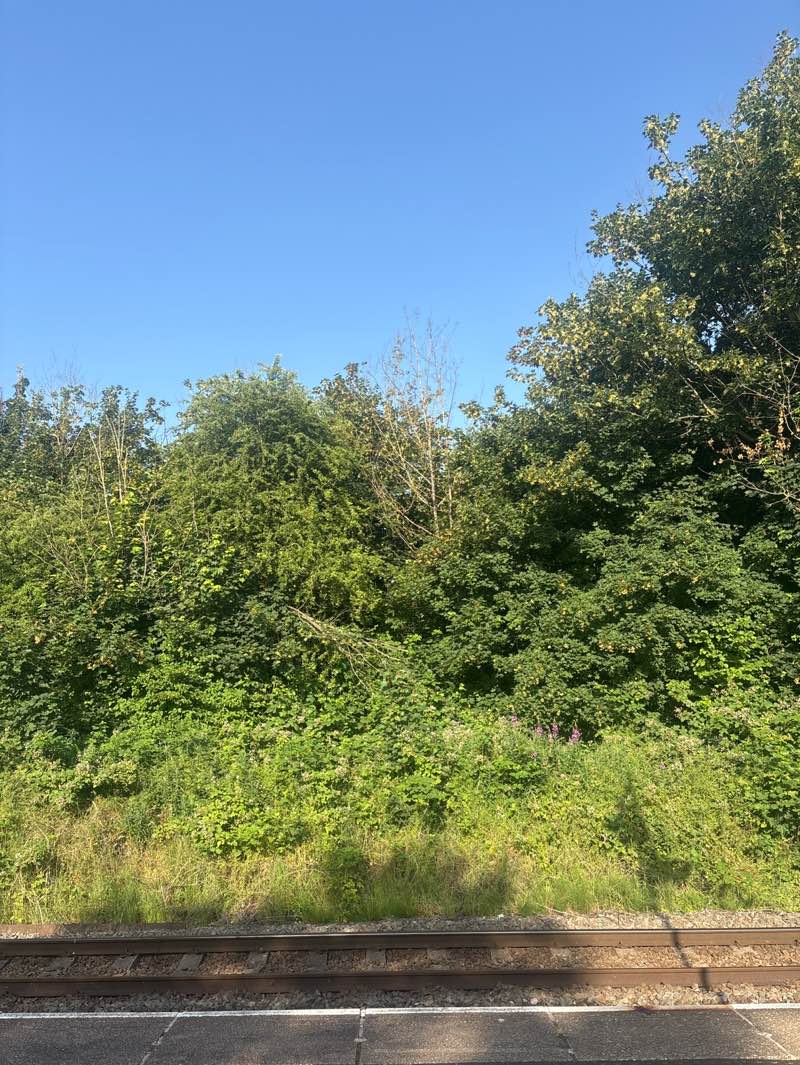 walking near me in Oxclose Wood in summer