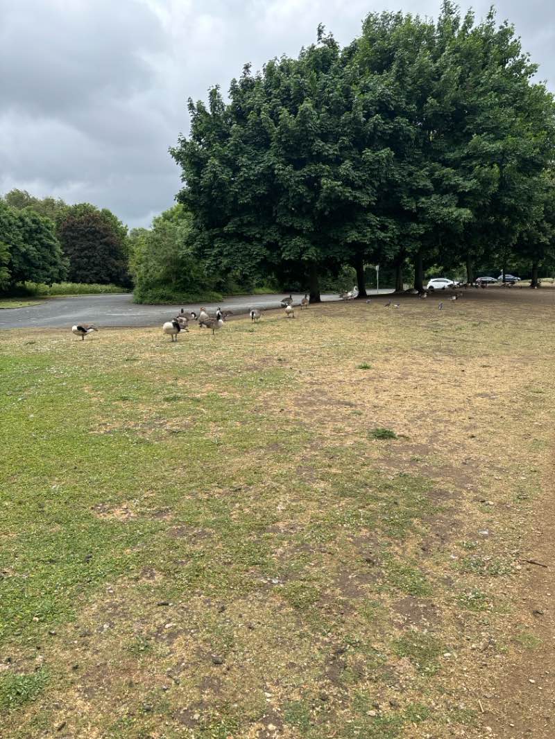 walking near me in Fairlop Waters in spring