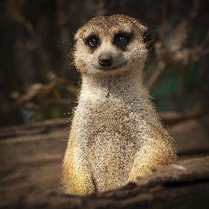 干干-鄭在雅起來 profile