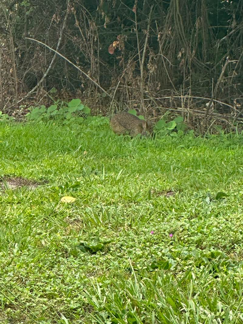 walking near me in Meadow Woods Park in summer