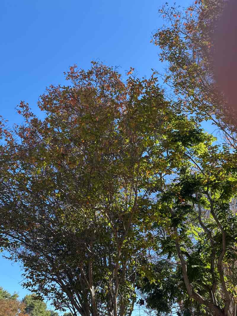 walking near me in Spring Canyon Neighborhood Park in autumn