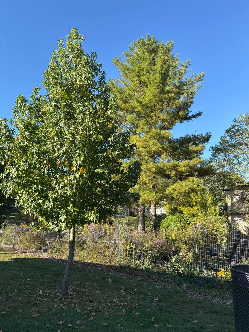 walking near me in Park Ridge Park East in autumn