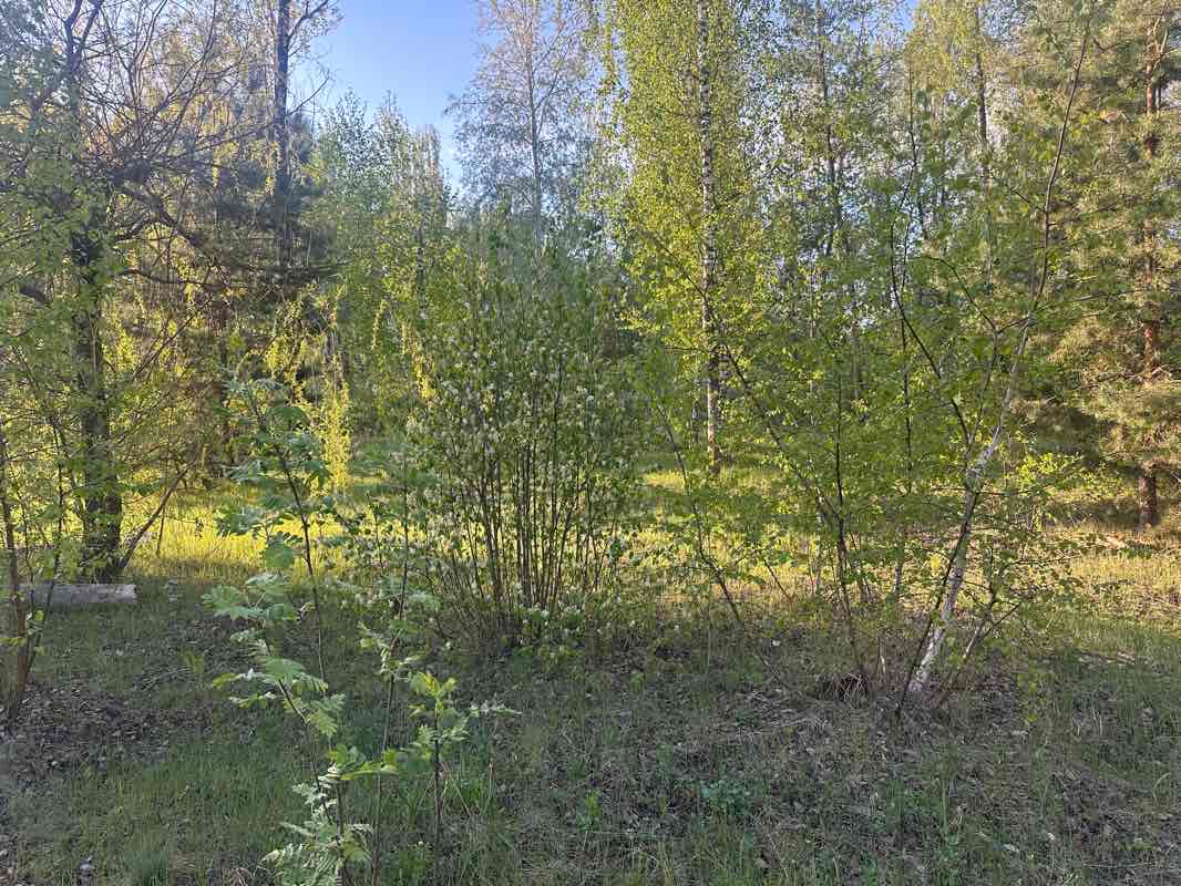 walking near me in Верхний парк in spring