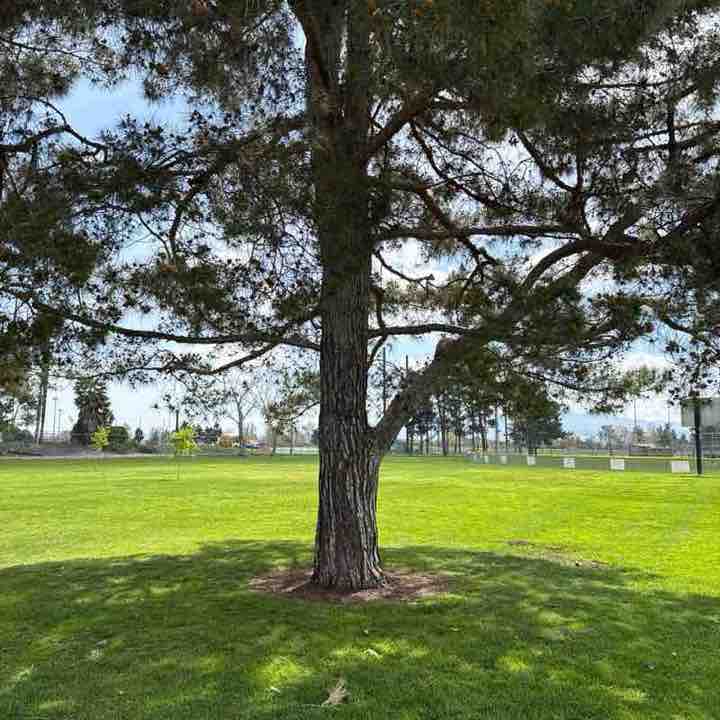 Ayala Park