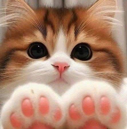 Meozz
