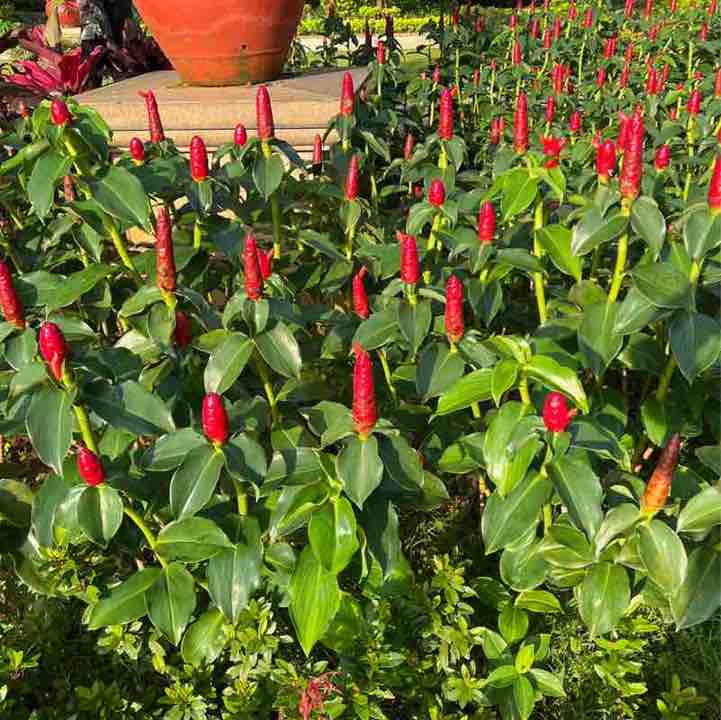 ArPam 🇮🇩 post 3