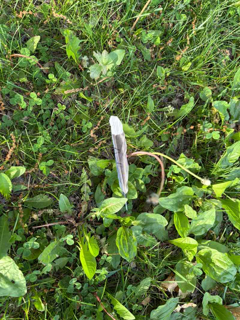 walking near me in Angell Park in summer