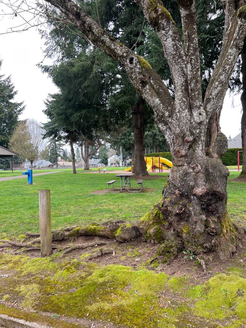 walking near me in Maple Street Park in spring