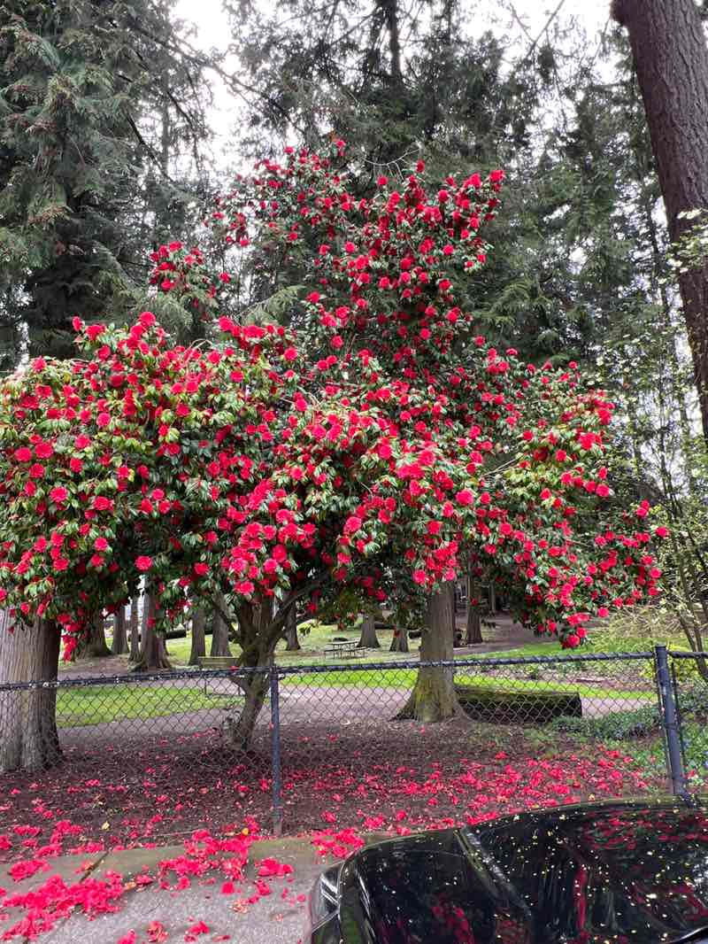 walking near me in Arneson Park in spring
