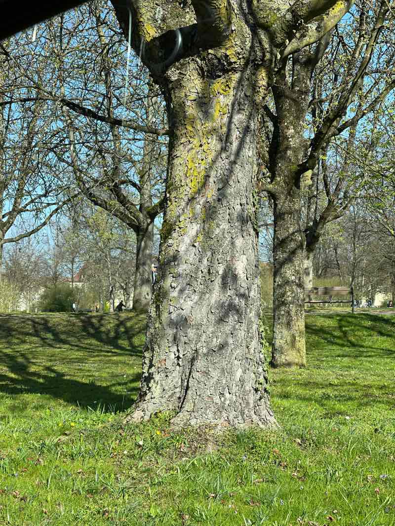 walking near me in Bärenwiese in spring