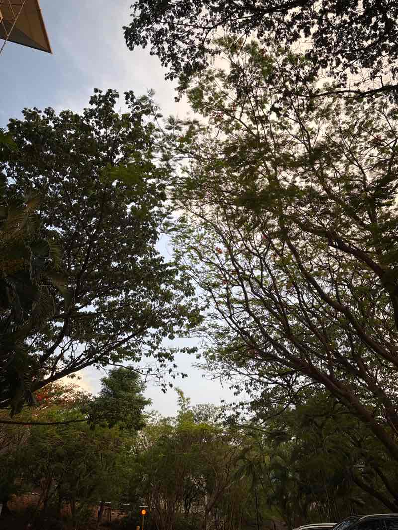 walking near me in Microsoft B2 Park in spring