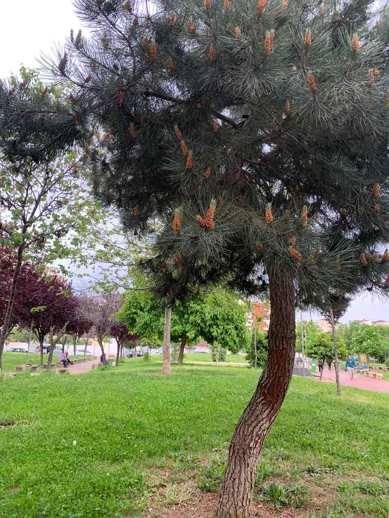 walking near me in Parku Ali Demi in spring