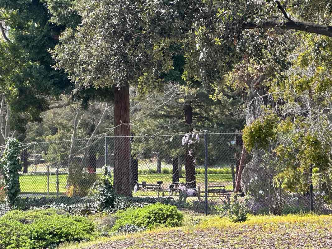 walking near me in Packard Grove in spring