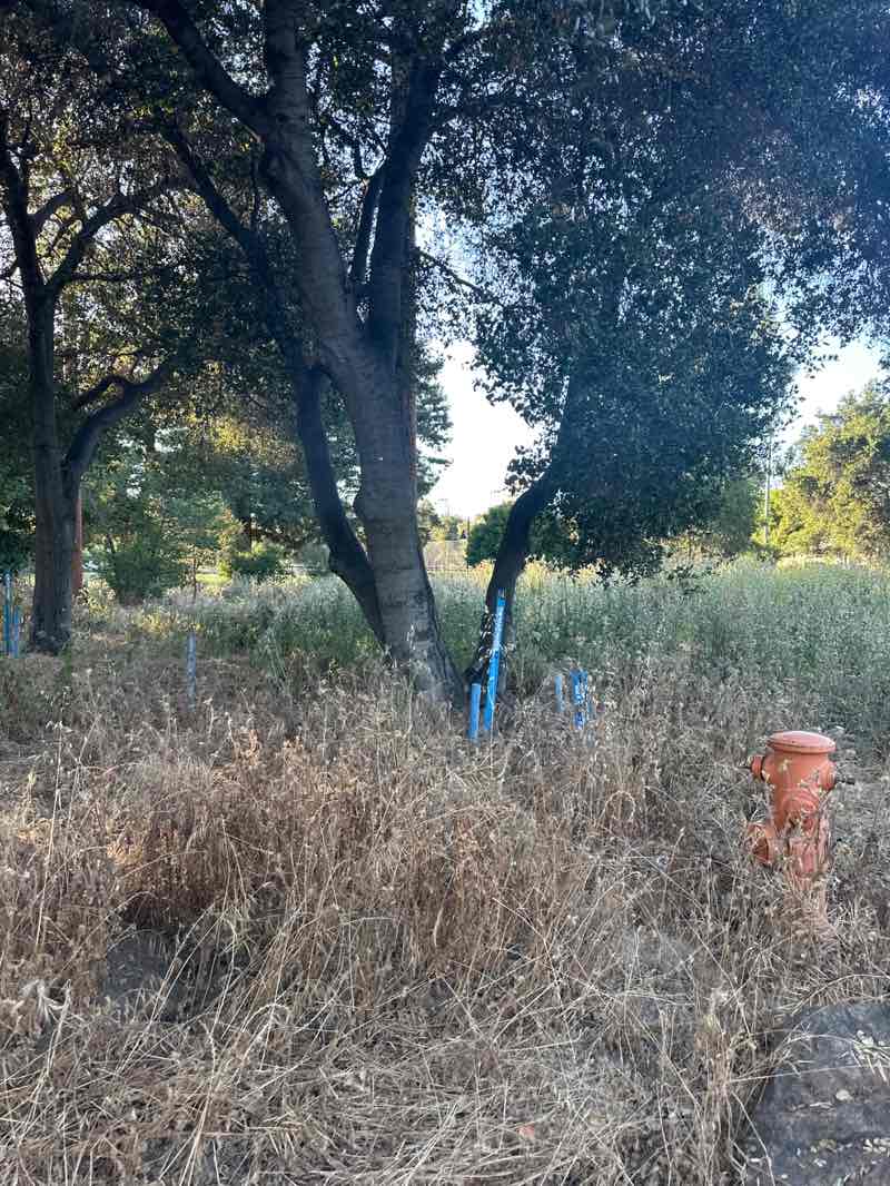 walking near me in El Camino Park in spring