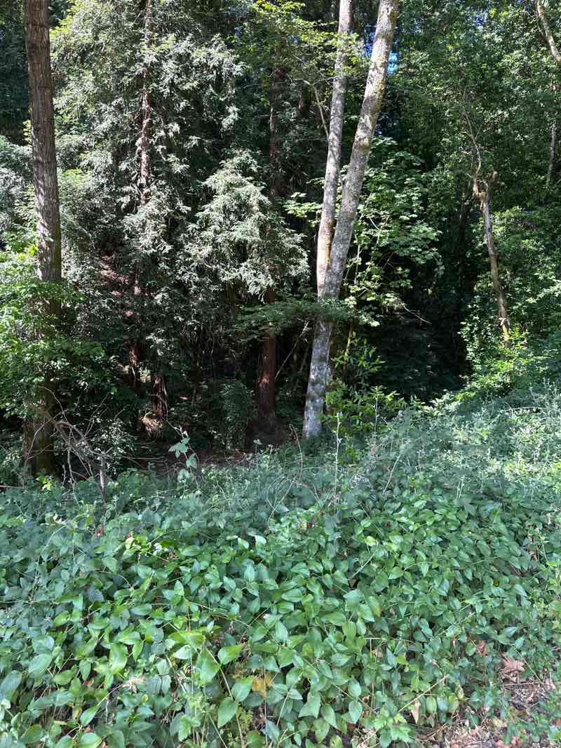 walking near me in Bear Creek Redwoods Open Space Preserve in summer
