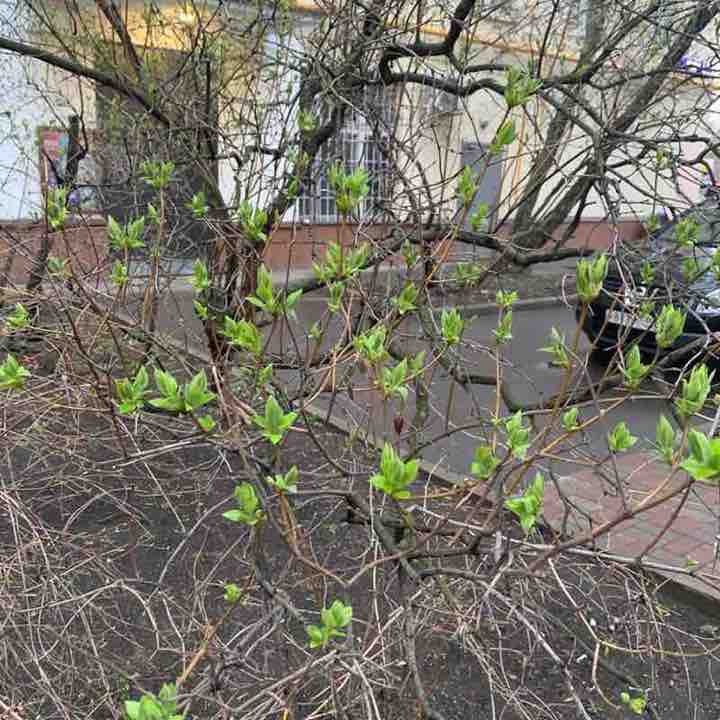 GSL Team Anastasia post image