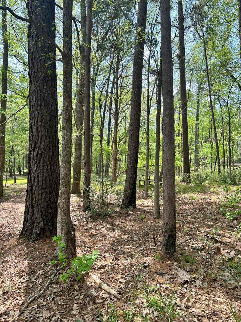 walking near me in Davey Dogwood Park in spring