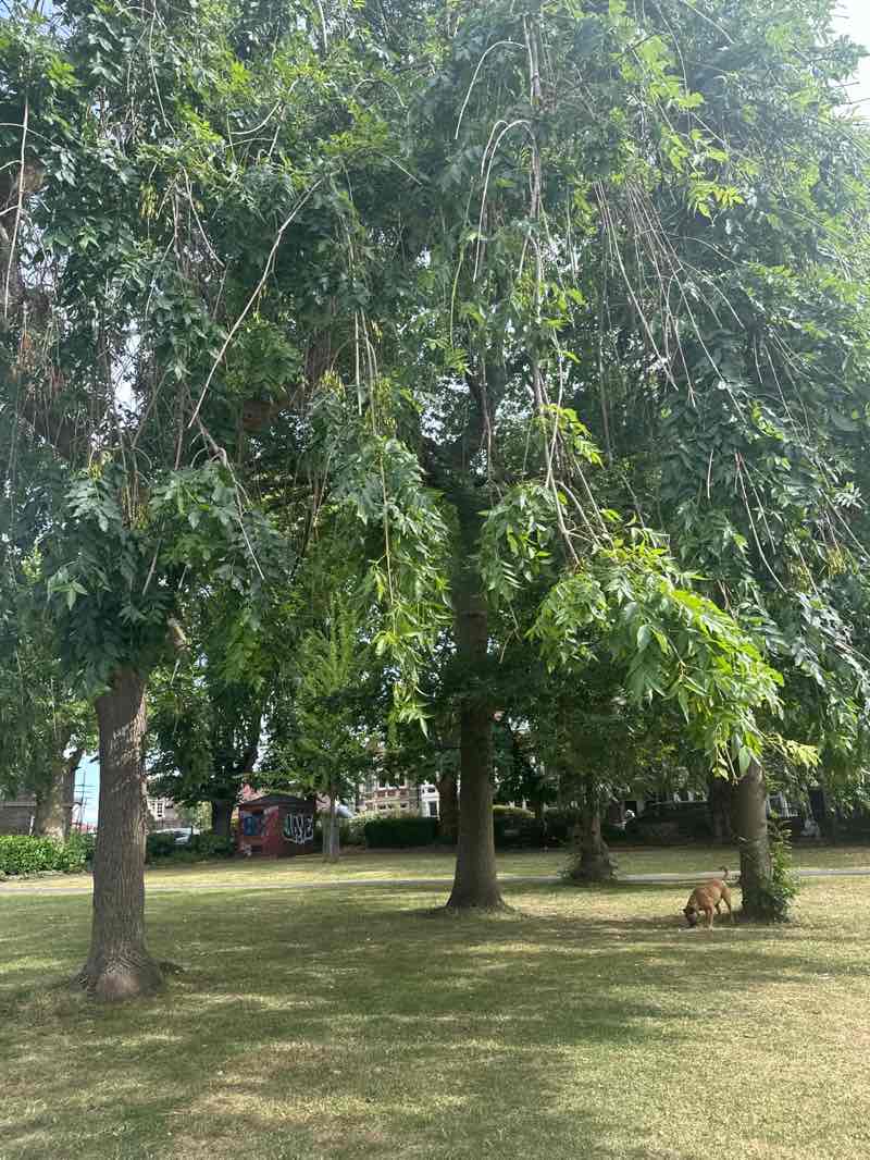 walking near me in Fishponds Park in summer
