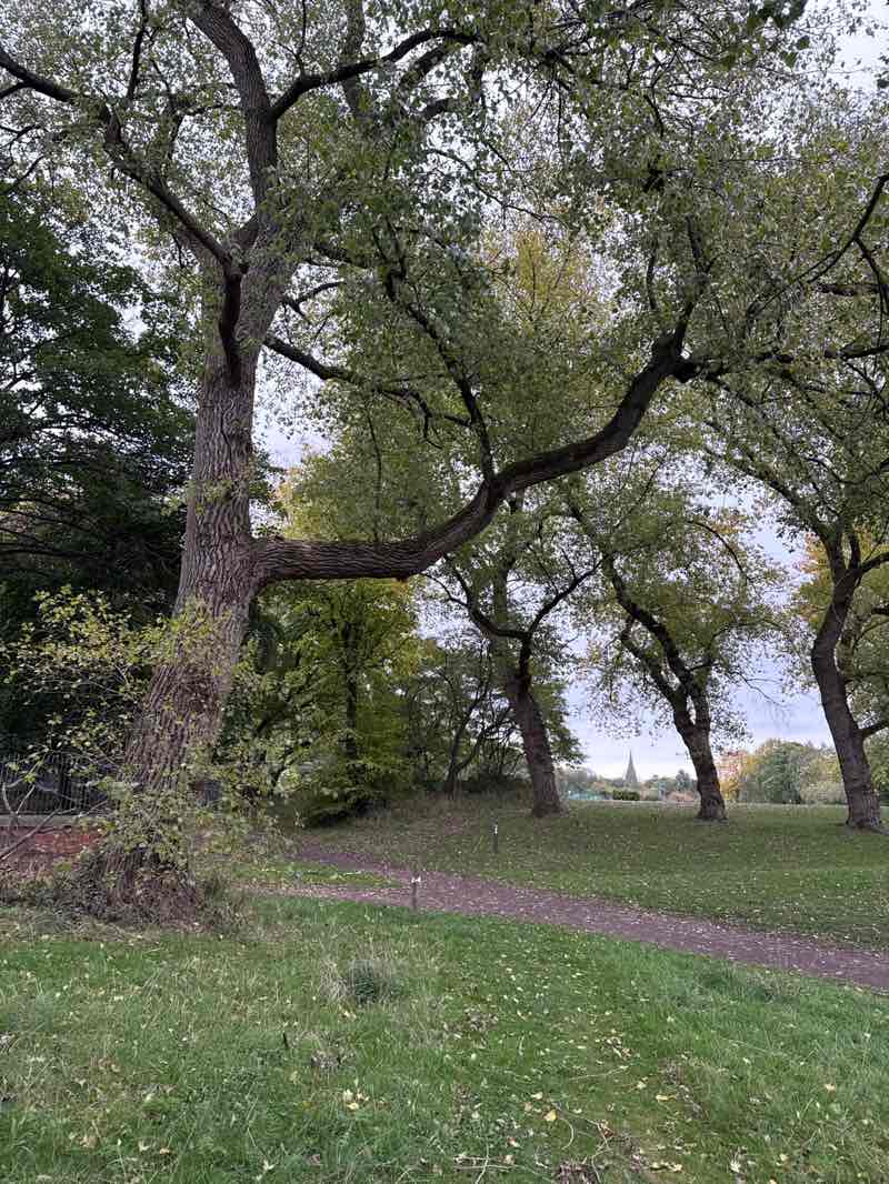 walking near me in Platt Fields Park in autumn