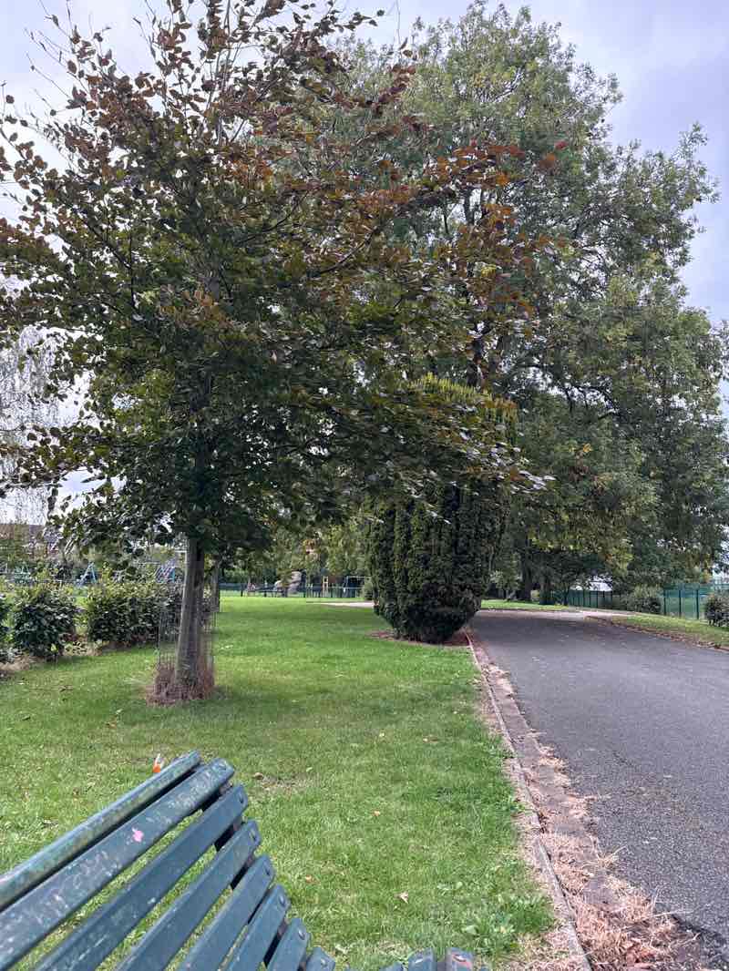 walking near me in Gorse Hill Park in autumn