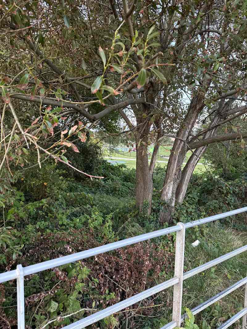 walking near me in George Bancroft Park in autumn
