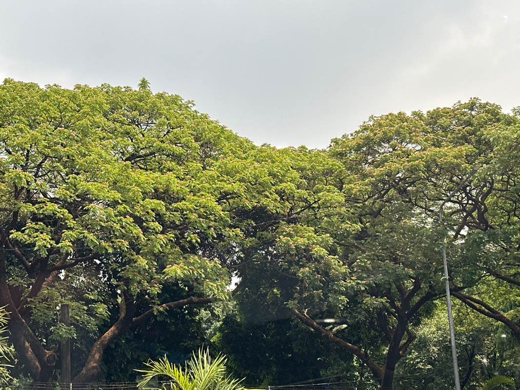 walking near me in Daza Park in spring