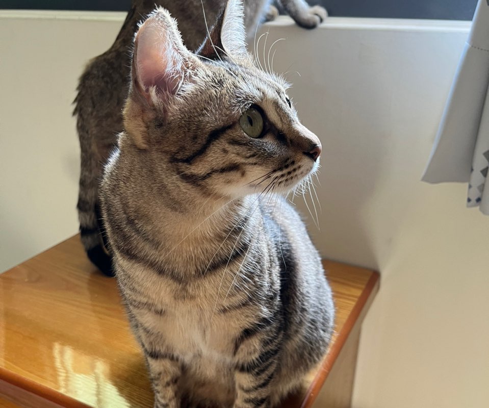 骨科 9462 魏亦珮 icon