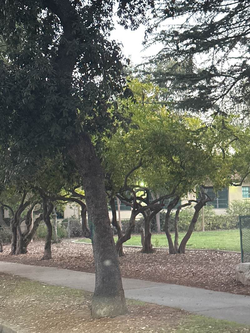 walking near me in Grant Park in autumn