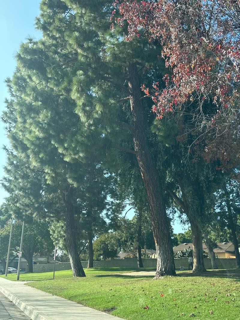 walking near me in Anaconda Park in winter