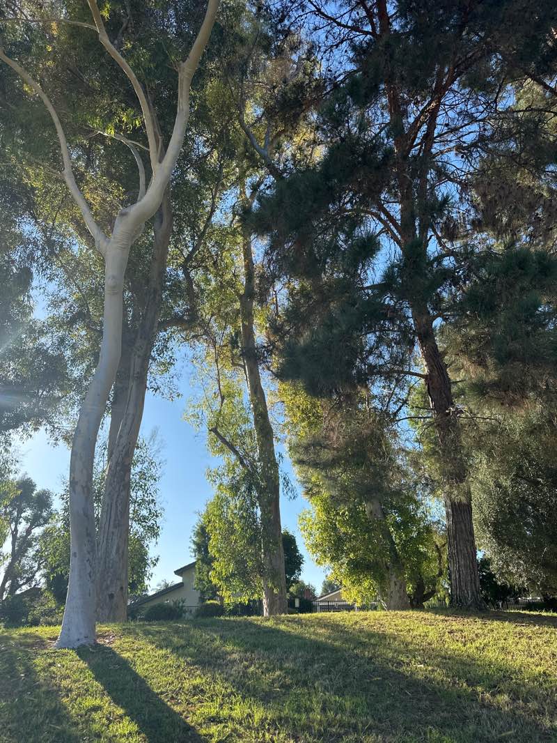 walking near me in Country Hills Park in autumn