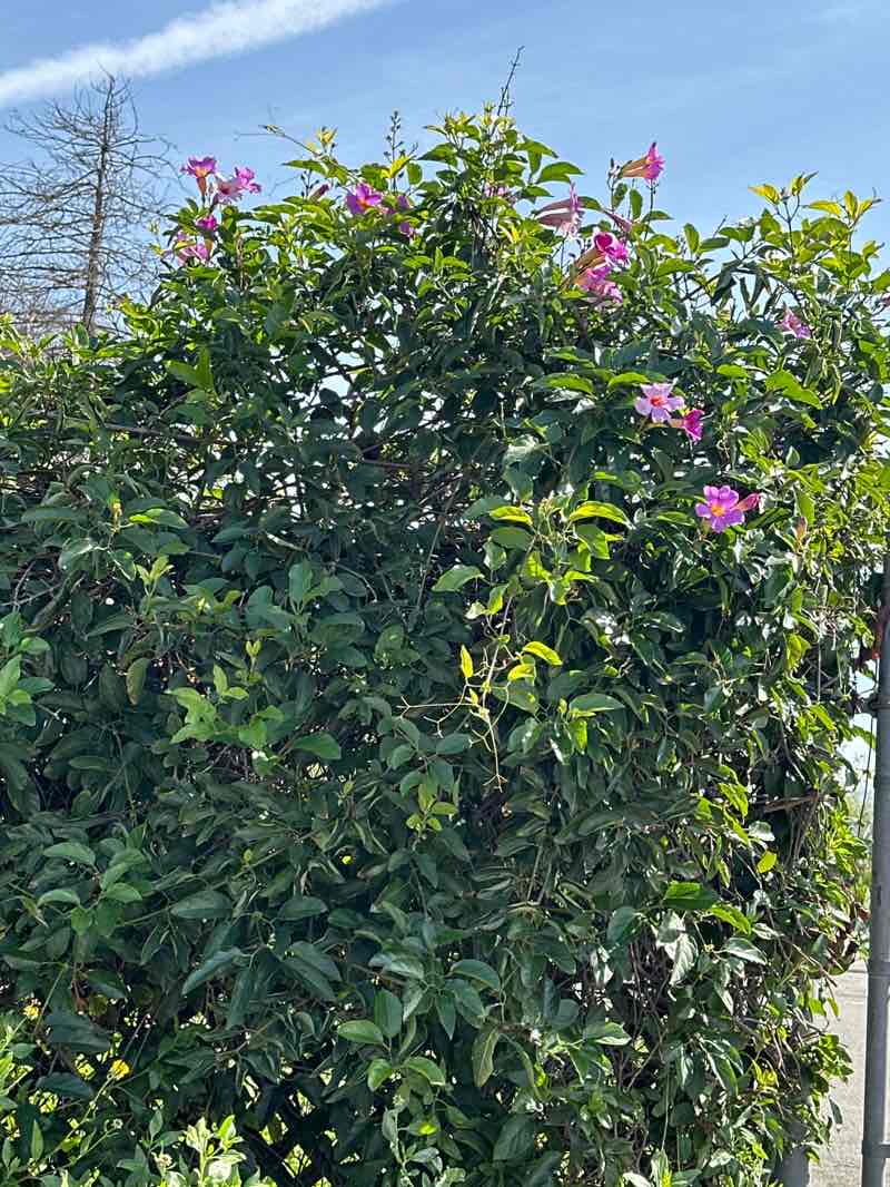 walking near me in UCI Arboretum in winter