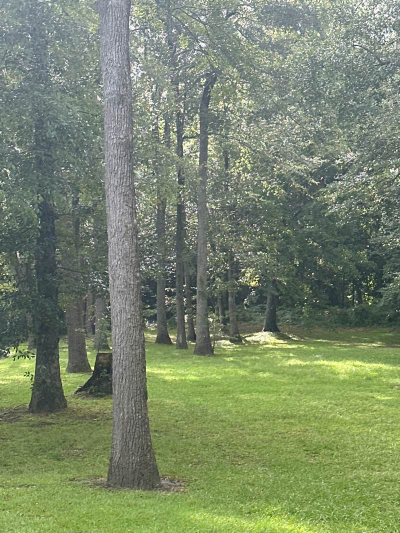 walking near me in Woodland Park in autumn