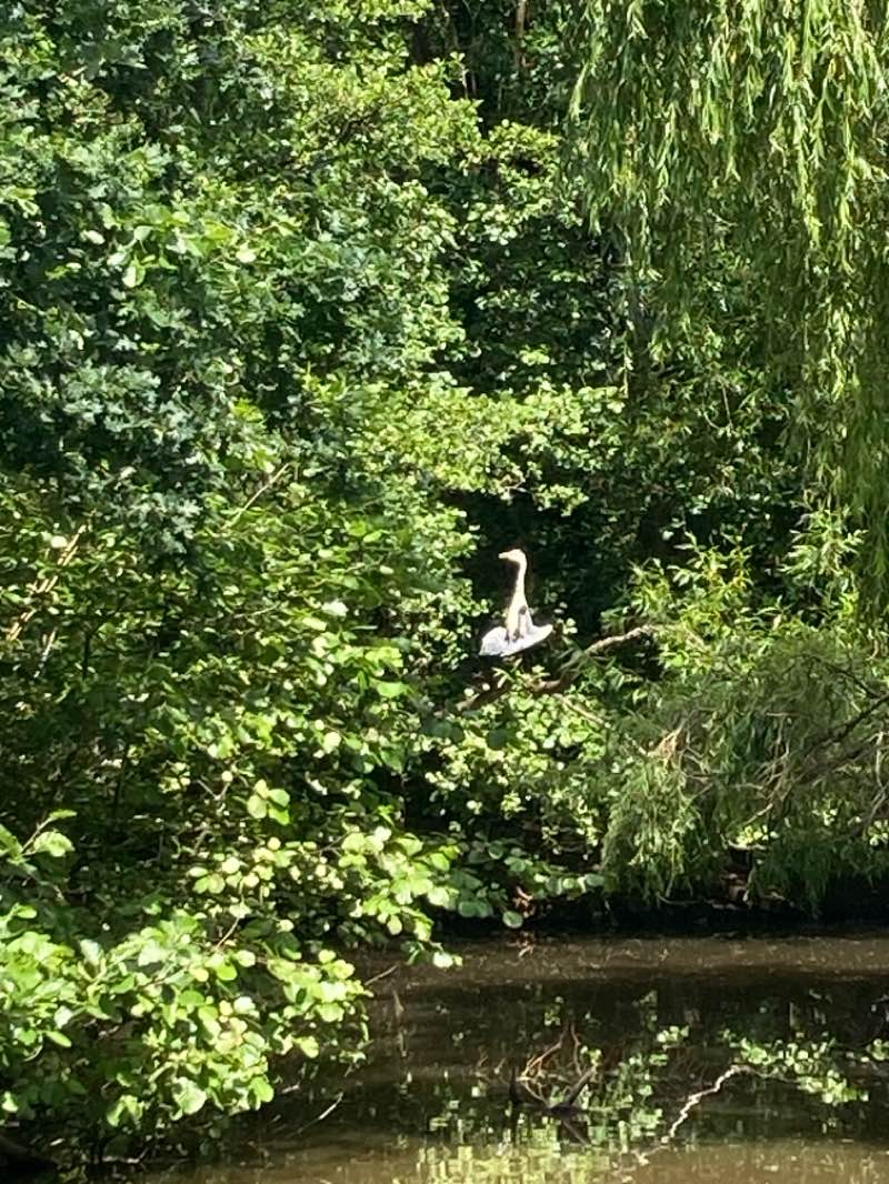 walking near me in Ifield Mill Pond in summer