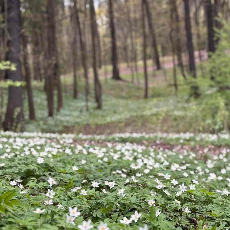 Ходаки 2000 Марина Че post image