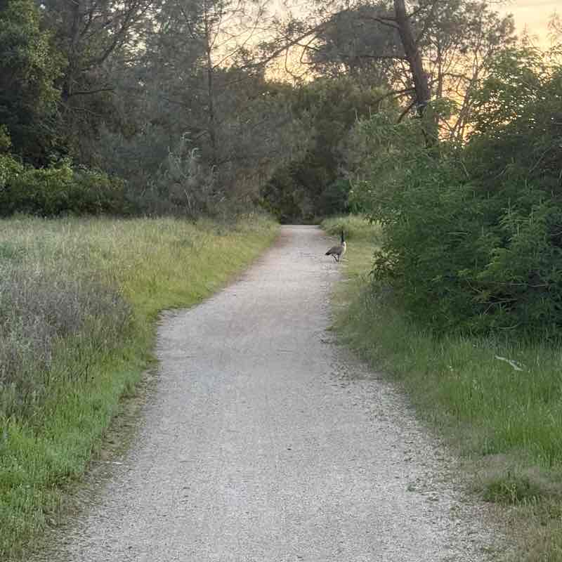 ✨️CALIFORNIA PACERS✨️ Dhongany post image